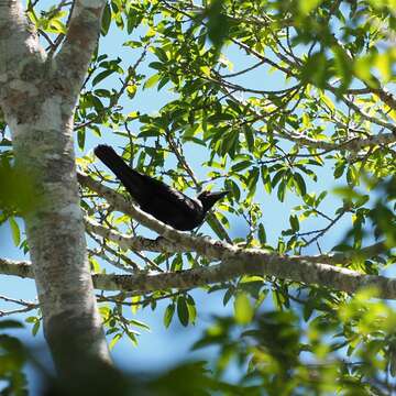 Image of New Caledonian Crow