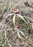 Imagem de Caladenia cala Hopper & A. P. Br.