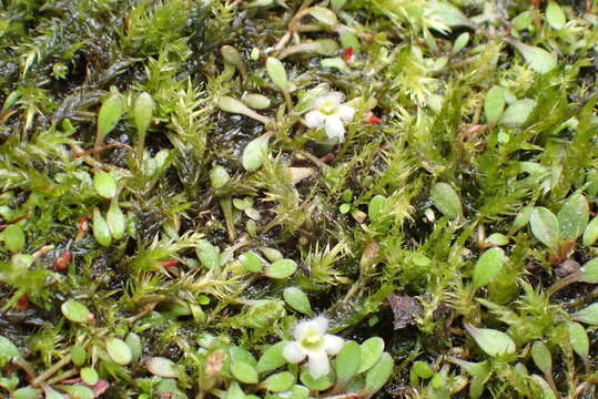 Imagem de Glossostigma elatinoides (Benth.) Benth. ex Hook. fil.