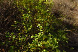 Image of Roepera aurantiaca subsp. aurantiaca