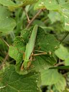 Plancia ëd Tettigonia chinensis Willemse & C. 1933