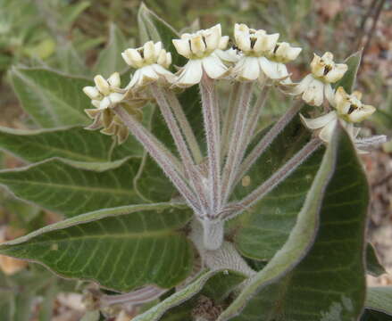 Image of Mountain milkbush