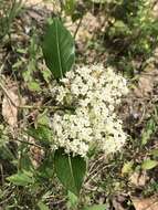 Viburnum nudum var. cassinoides (L.) Torr. & A. Gray的圖片