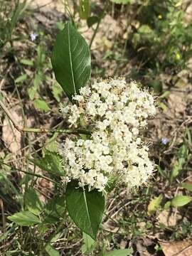 Viburnum nudum var. cassinoides (L.) Torr. & A. Gray的圖片