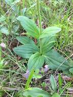 Image of Common Leopardbane