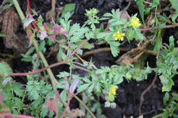 Image of Paradox cinquefoil