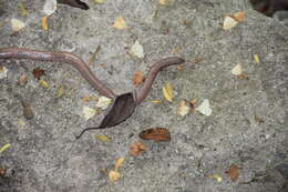Image of Cuban Worm Lizard
