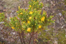 Image of Hypericum quitense R. Keller