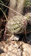 Image of Echinocereus reichenbachii var. perbellus (Britton & Rose) L. D. Benson