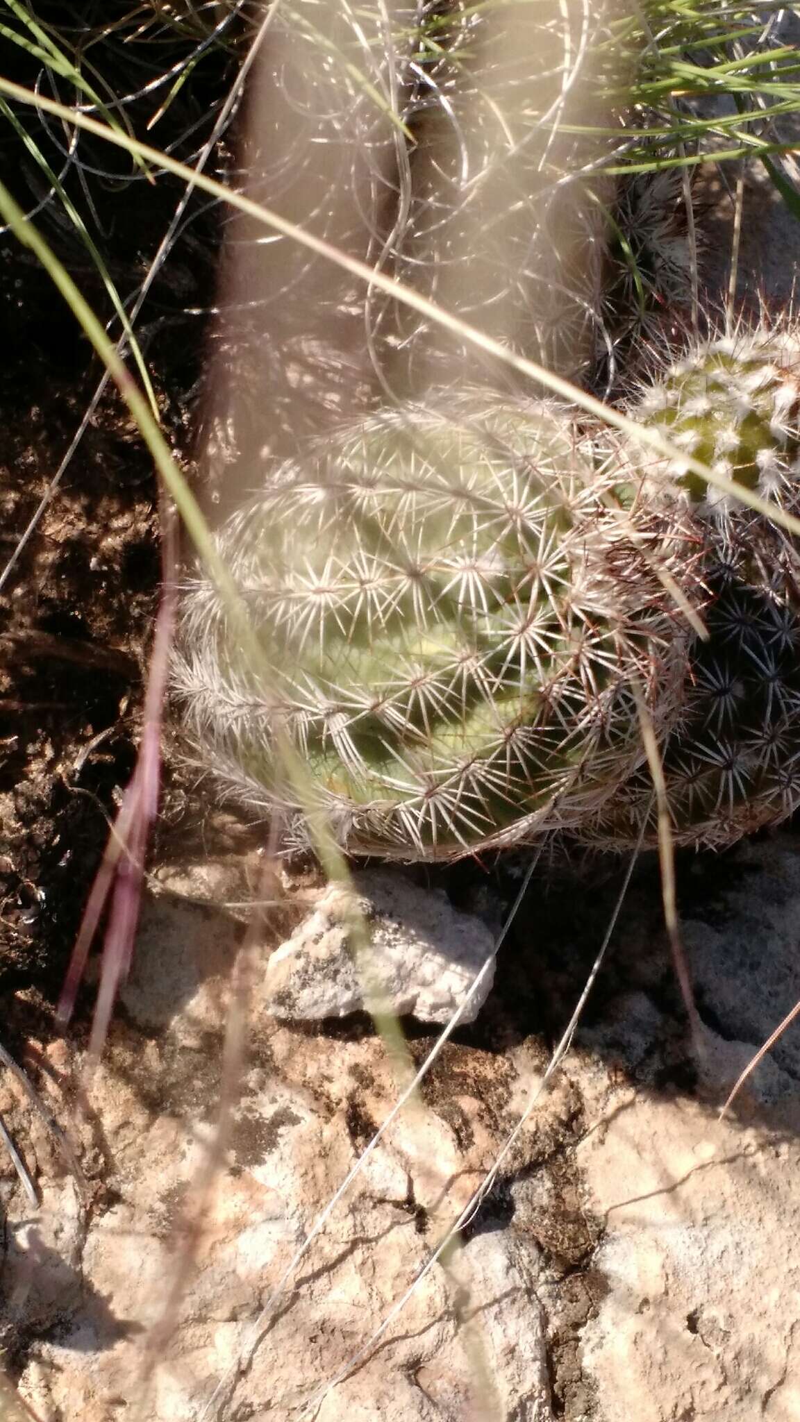 Image of Echinocereus reichenbachii var. perbellus (Britton & Rose) L. D. Benson