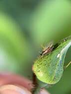 Macrosiphum (Macrosiphum) rosae (Linnaeus 1758) resmi