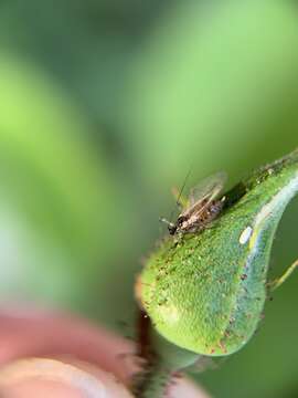 Image of Rose Aphid