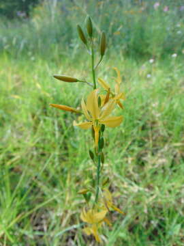 Image of Echeandia longipedicellata Cruden