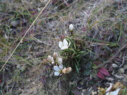 صورة Gentianella calcis subsp. calcis