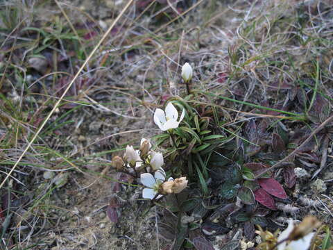 صورة Gentianella calcis Glenny & Molloy