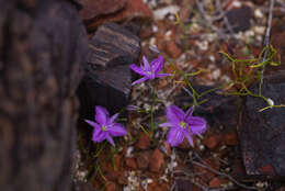 Image of Thysanotus manglesianus Kunth