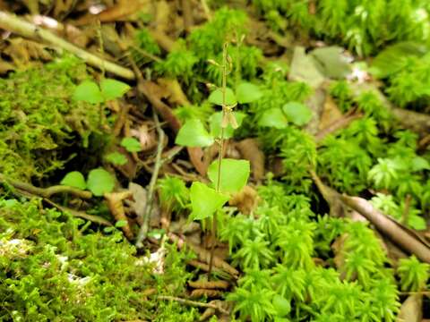 Image of Kidneyleaf twayblade