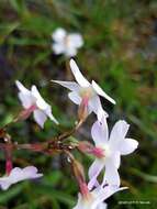 Image of Primula munroi Lindl.