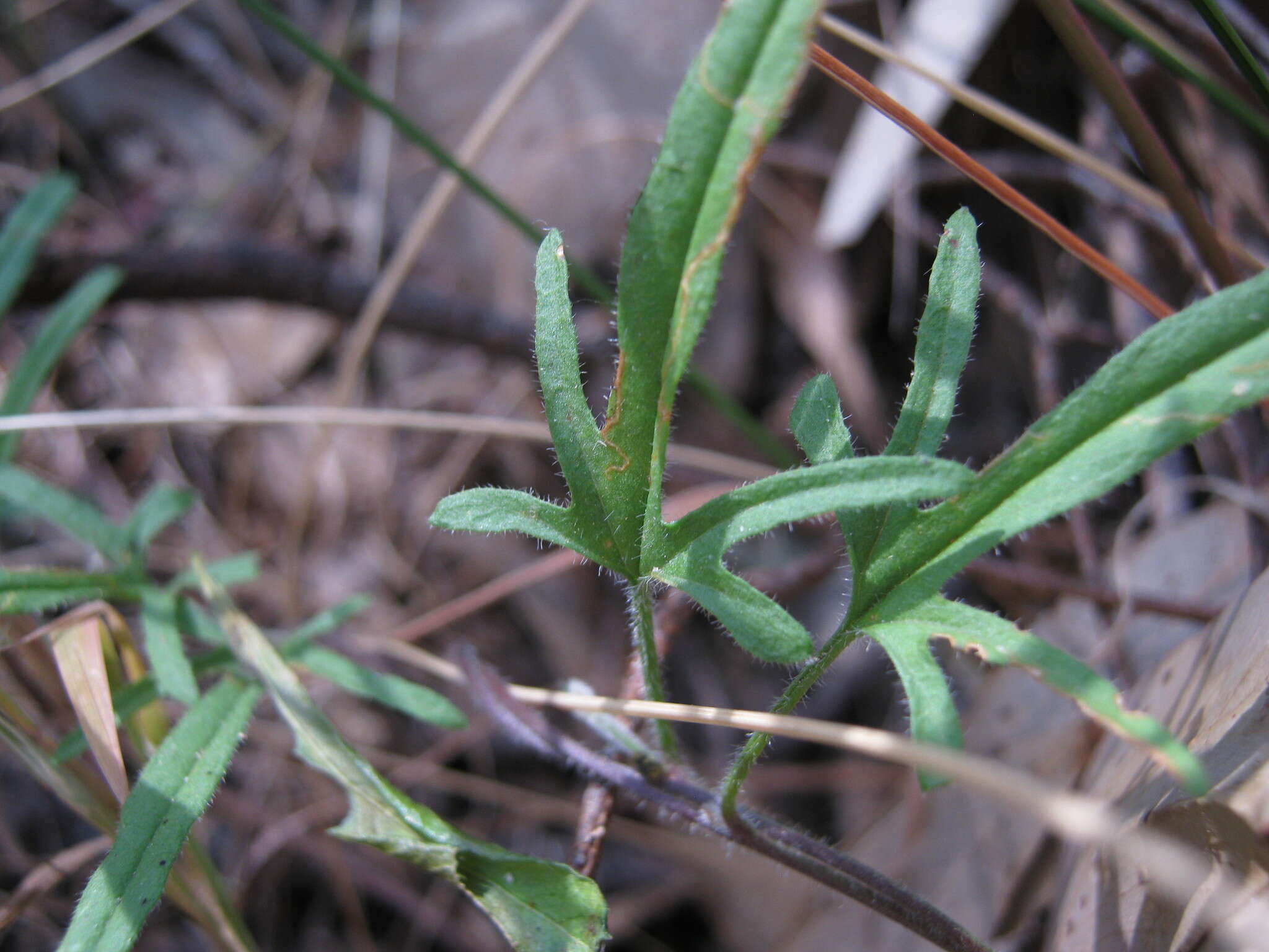 Image of Convolvulus angustissimus R. Br.