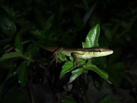 Image of Asian Grass Lizard