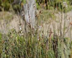 Слика од Androtrichum trigynum (Spreng.) H. Pfeiff.