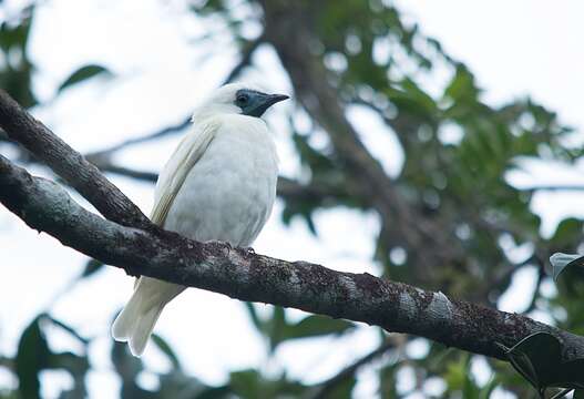 Image of Bare-throated Bellbird