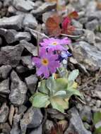 Image of Primula laurentiana Fern.