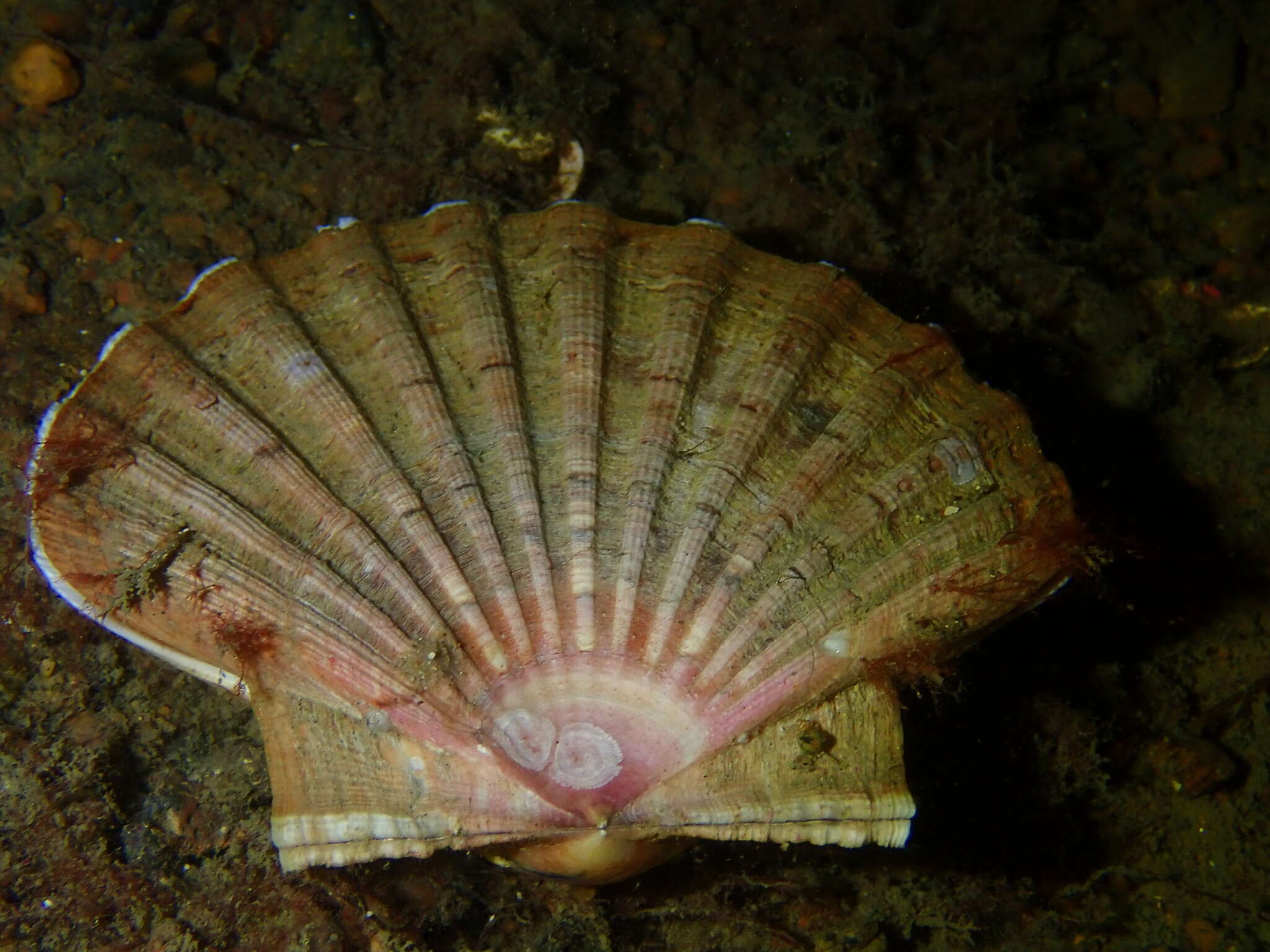 Image of Great Atlantic scallop