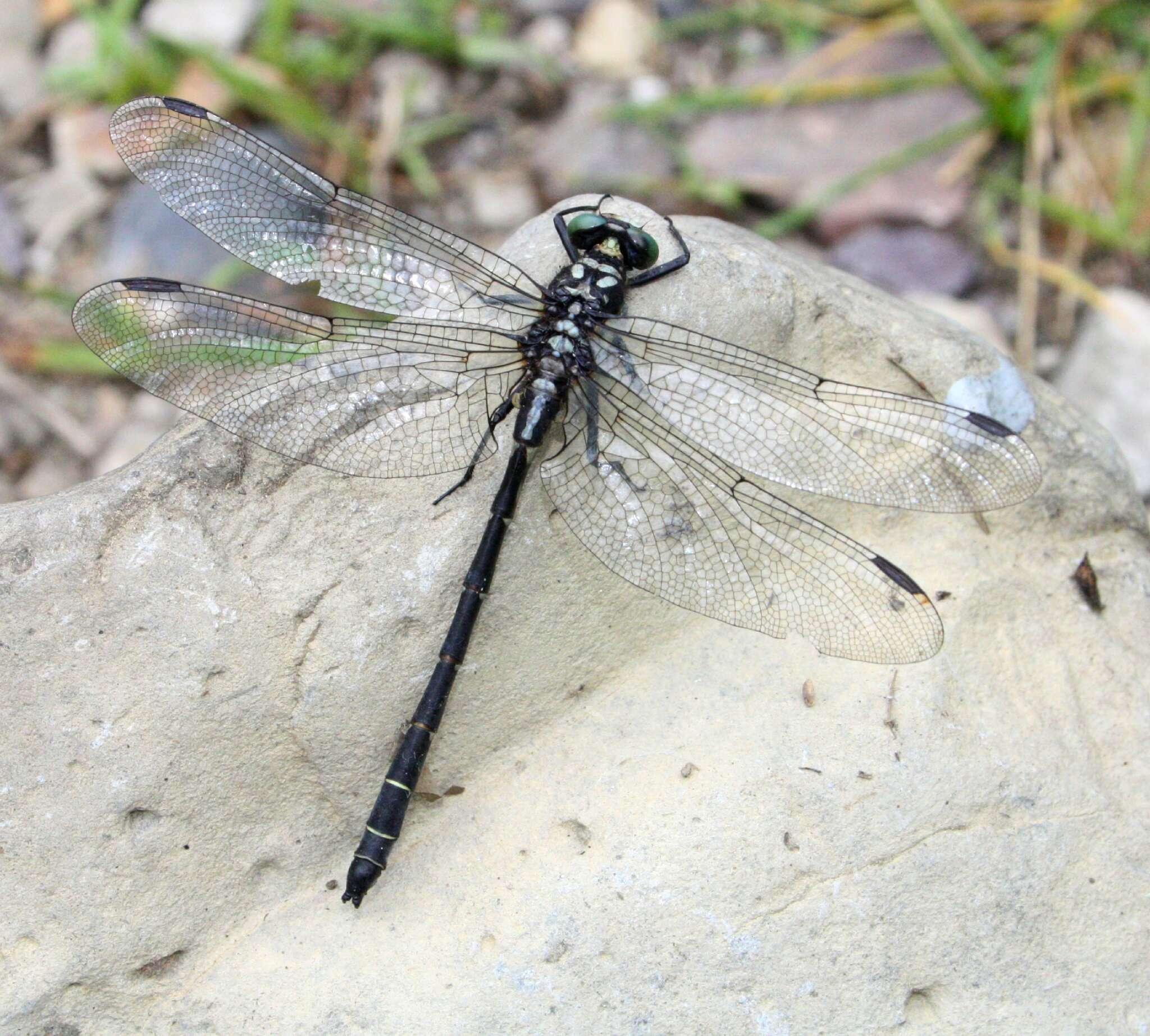 صورة Davidius lunatus (Bartenev 1914)