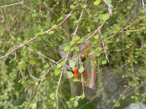 Image of Coprosma virescens Petrie