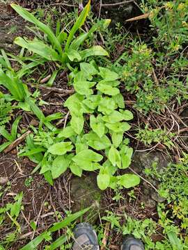 Image of Arisarum vulgare subsp. clusii (Schott) K. Richt.