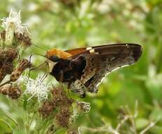 Image of Mercurial Skipper