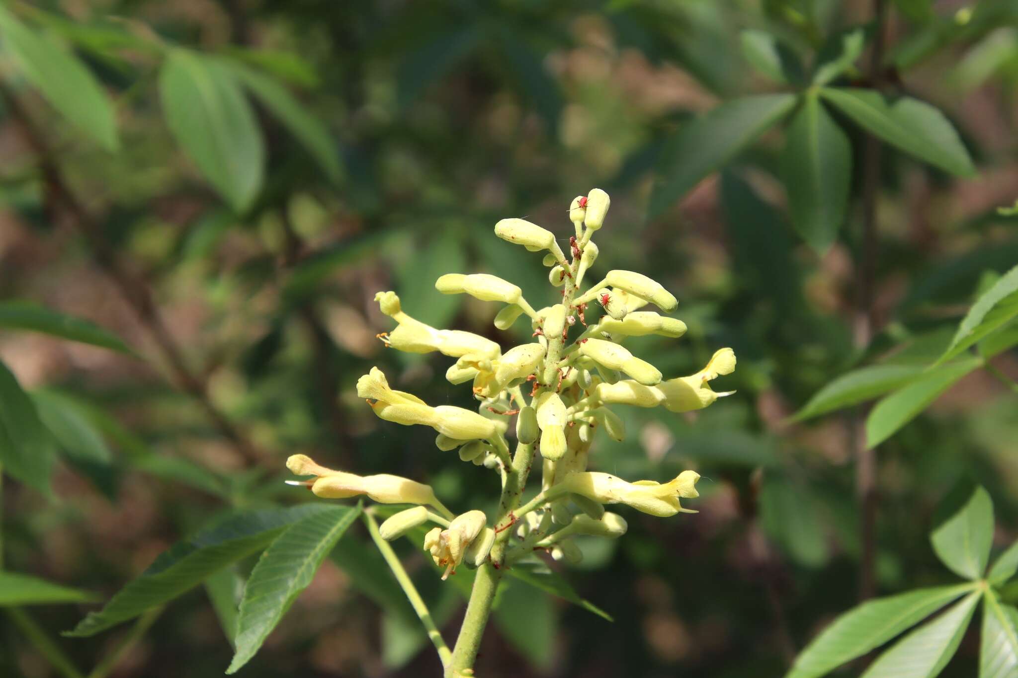 Imagem de Aesculus pavia var. flavescens (Sarg.) Correll