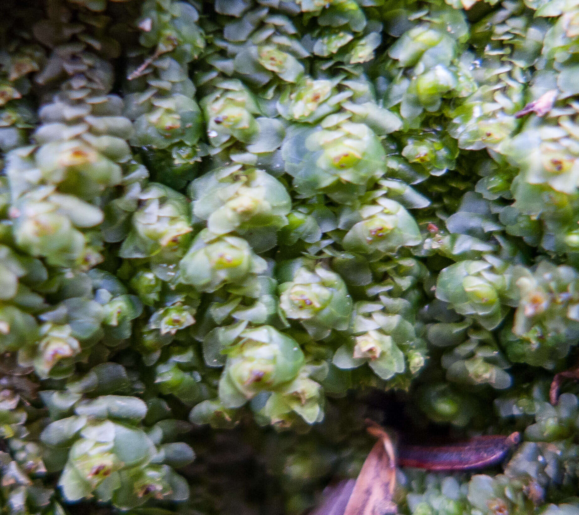 Image of Grove Earwort