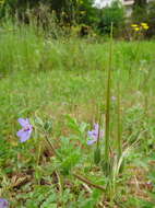 Image de Erodium ciconium (L.) L'Her.