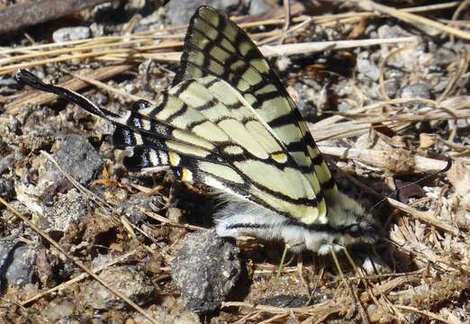 Image of <i>Graphium mandarinus kimurai</i>