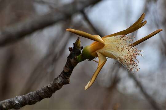 Image of Pseudobombax palmeri (S. Wats.) Dugand