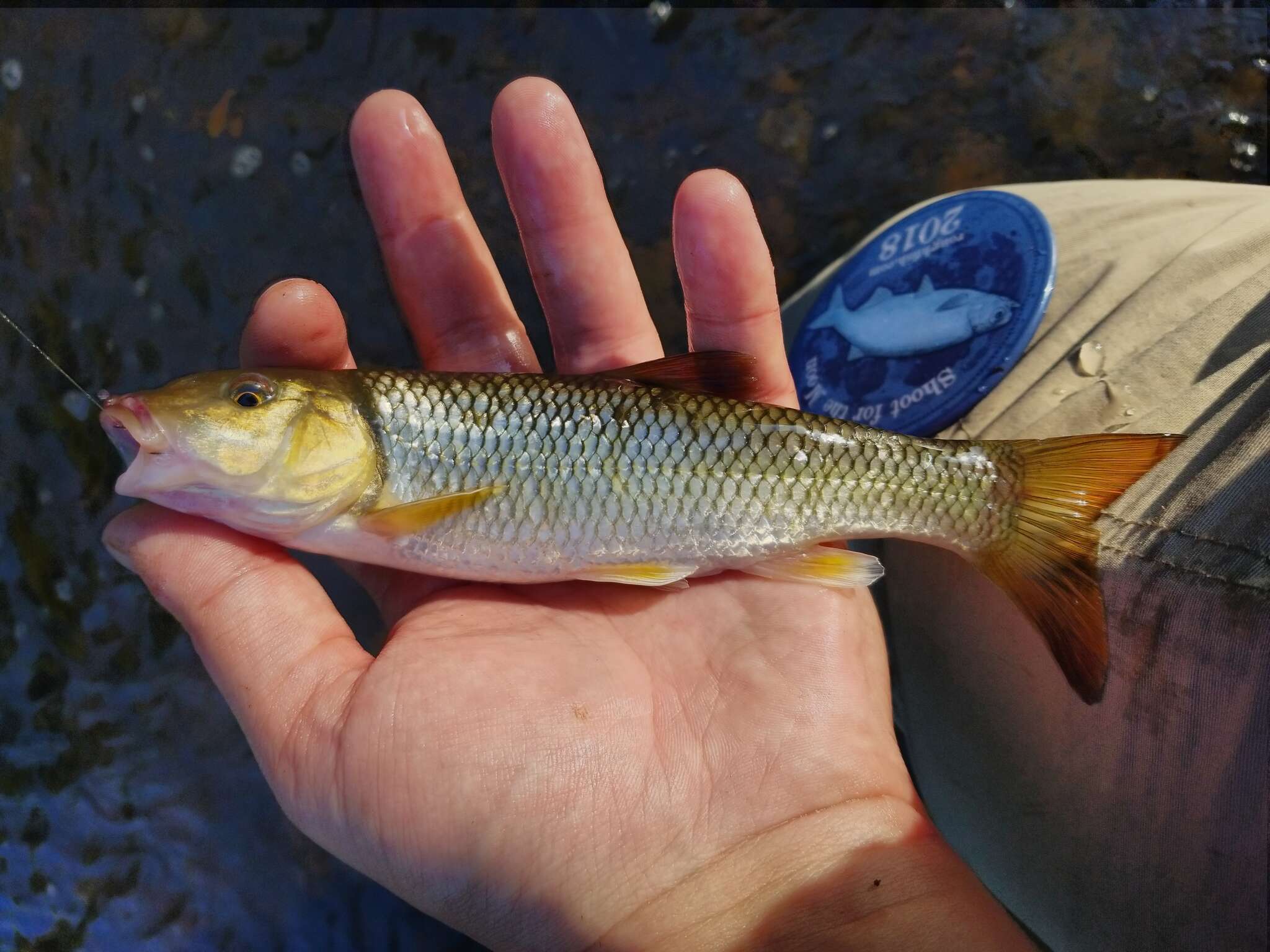 Image of Bull Chub