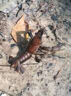 Image of Red River Crayfish