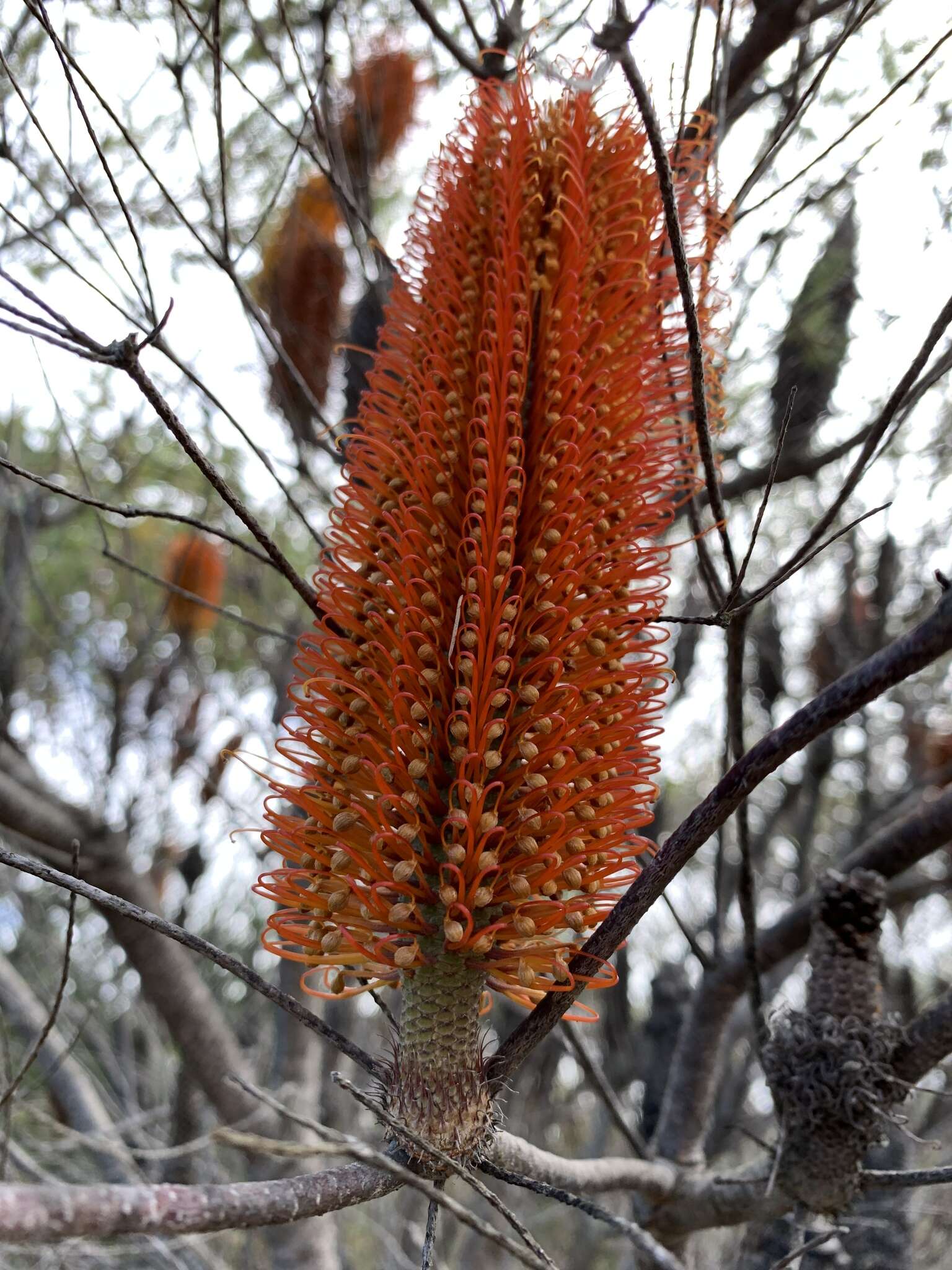 Imagem de Banksia ericifolia L. fil.