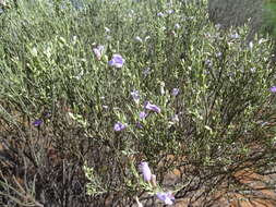 صورة Eremophila scoparia (R. Br.) F. Muell.