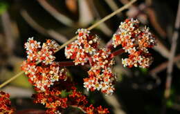 Image of Crassula swaziensis Schönl.