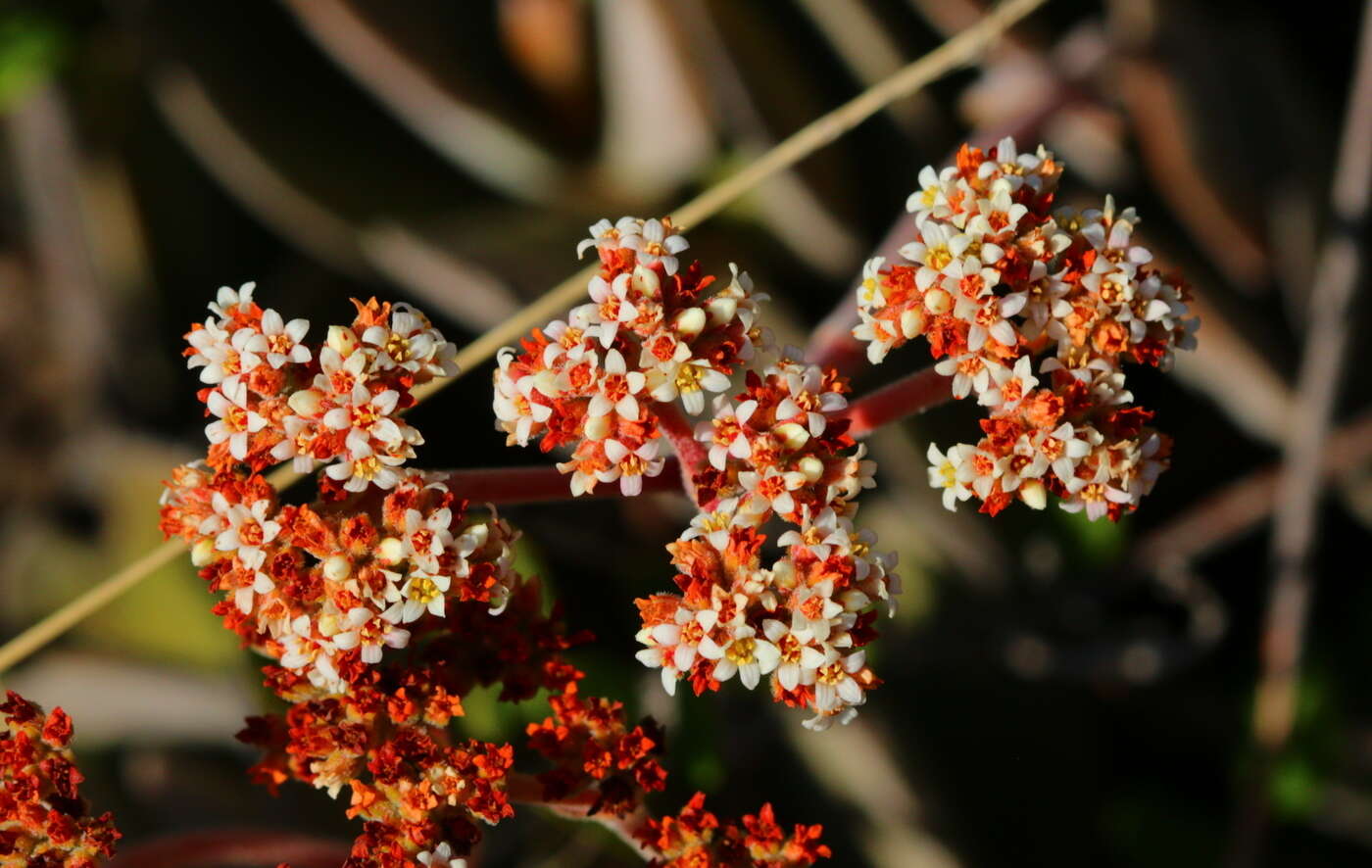 Image of Crassula swaziensis Schönl.