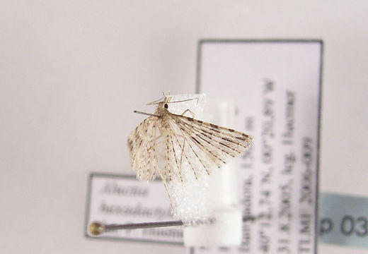 Image of twenty-plume moth