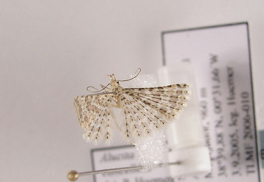 Image of <i>Alucita cancellata</i> Meyrick 1907