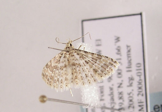 Image of <i>Alucita cancellata</i> Meyrick 1907