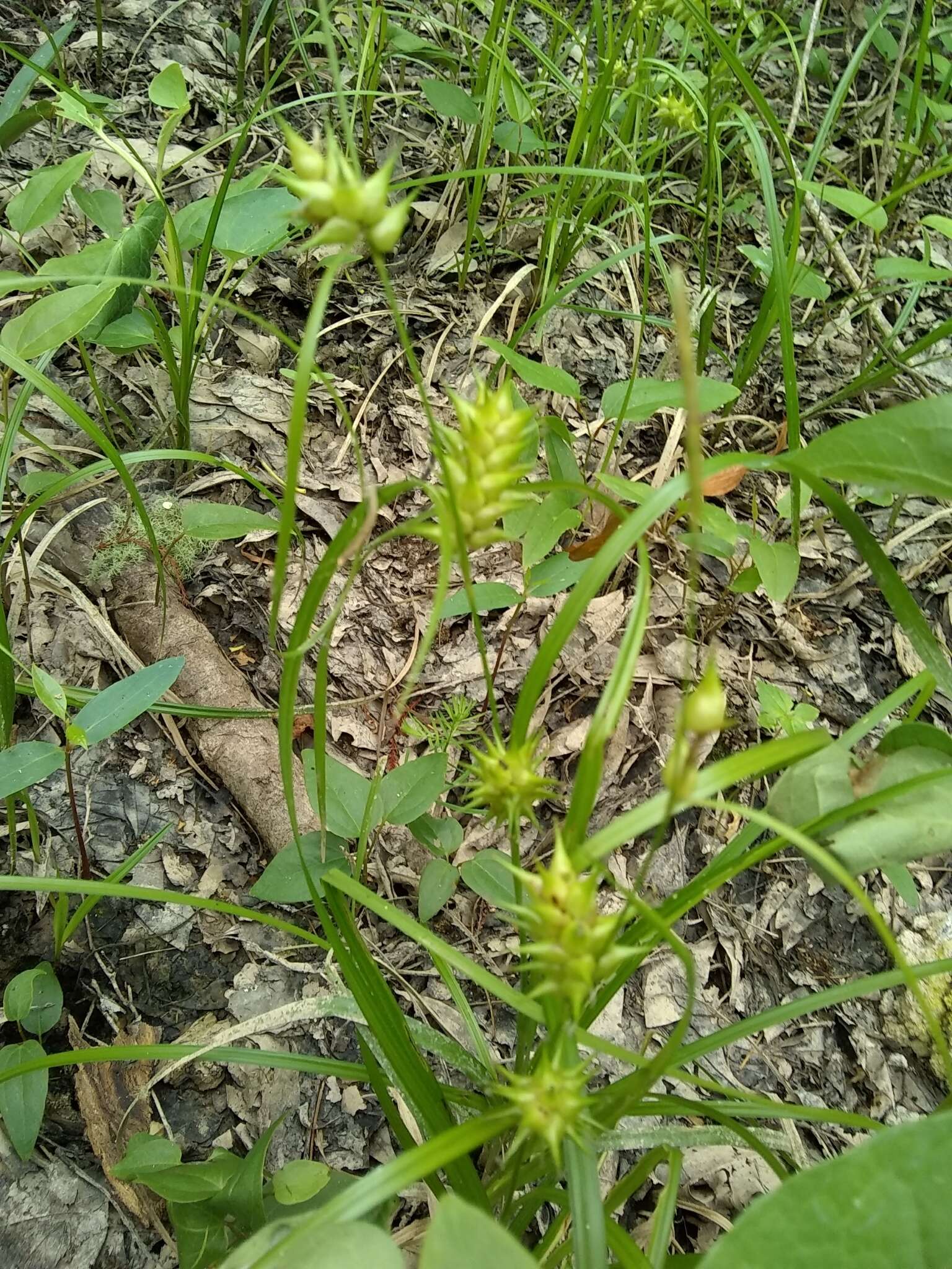 Image of Louisiana Sedge