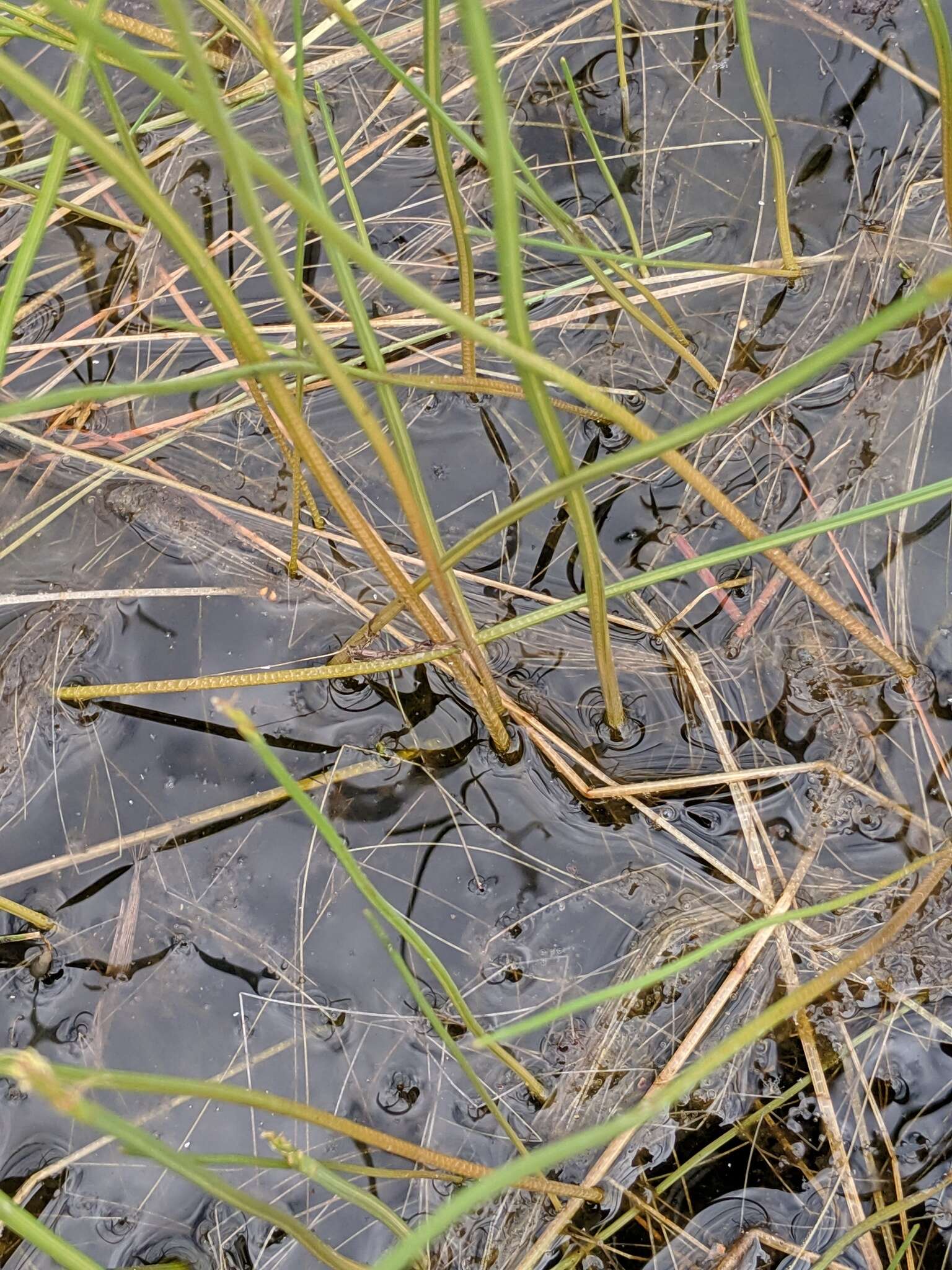 Image of Robbins' Spike-Rush