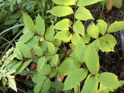 Image of poison sumac