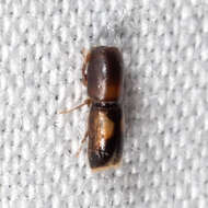 Image of Monarthrum fasciatum Wood & Bright 1992